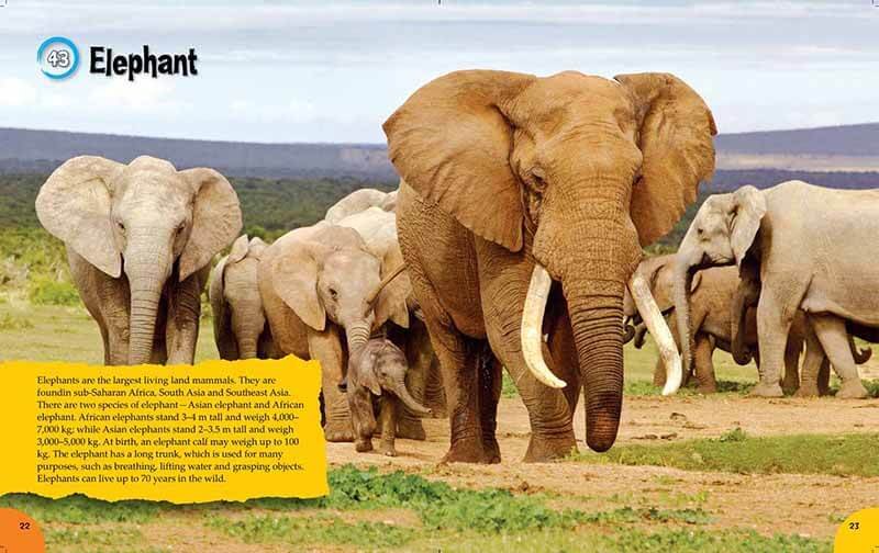 100 FACTS ABOUT EVERYTHING visual data 2